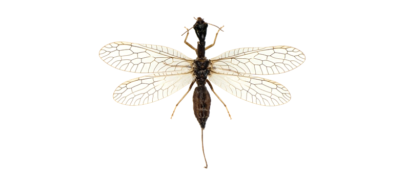 Raphidioptera Handlirsch, 1908