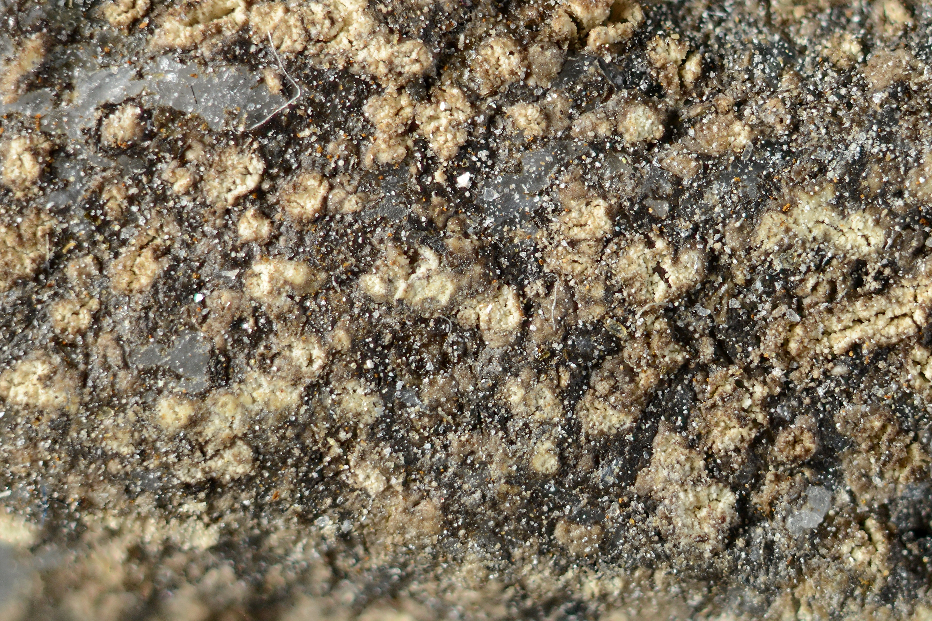 Messinglavordenen: Ropalospora hibernica.