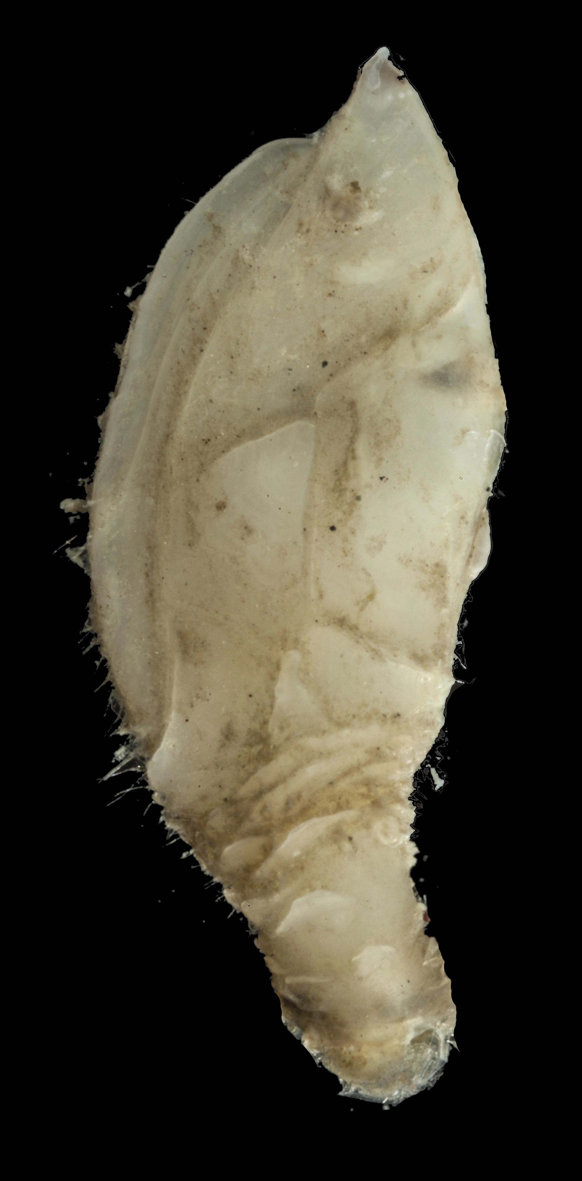 Langhalser: Amigdoscalpellum hispidum.