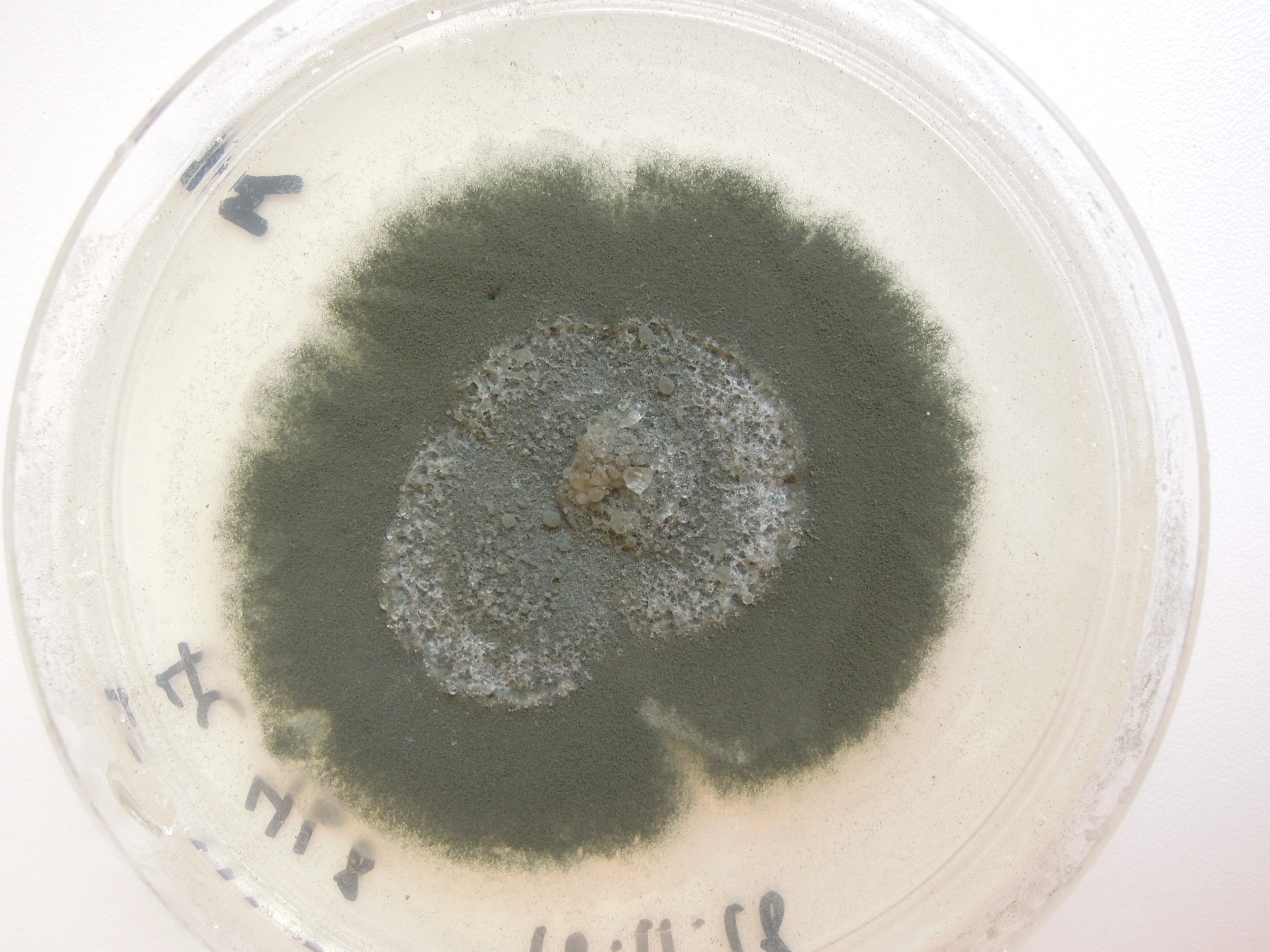 Penselmuggsopper: Penicillium spinulosum.