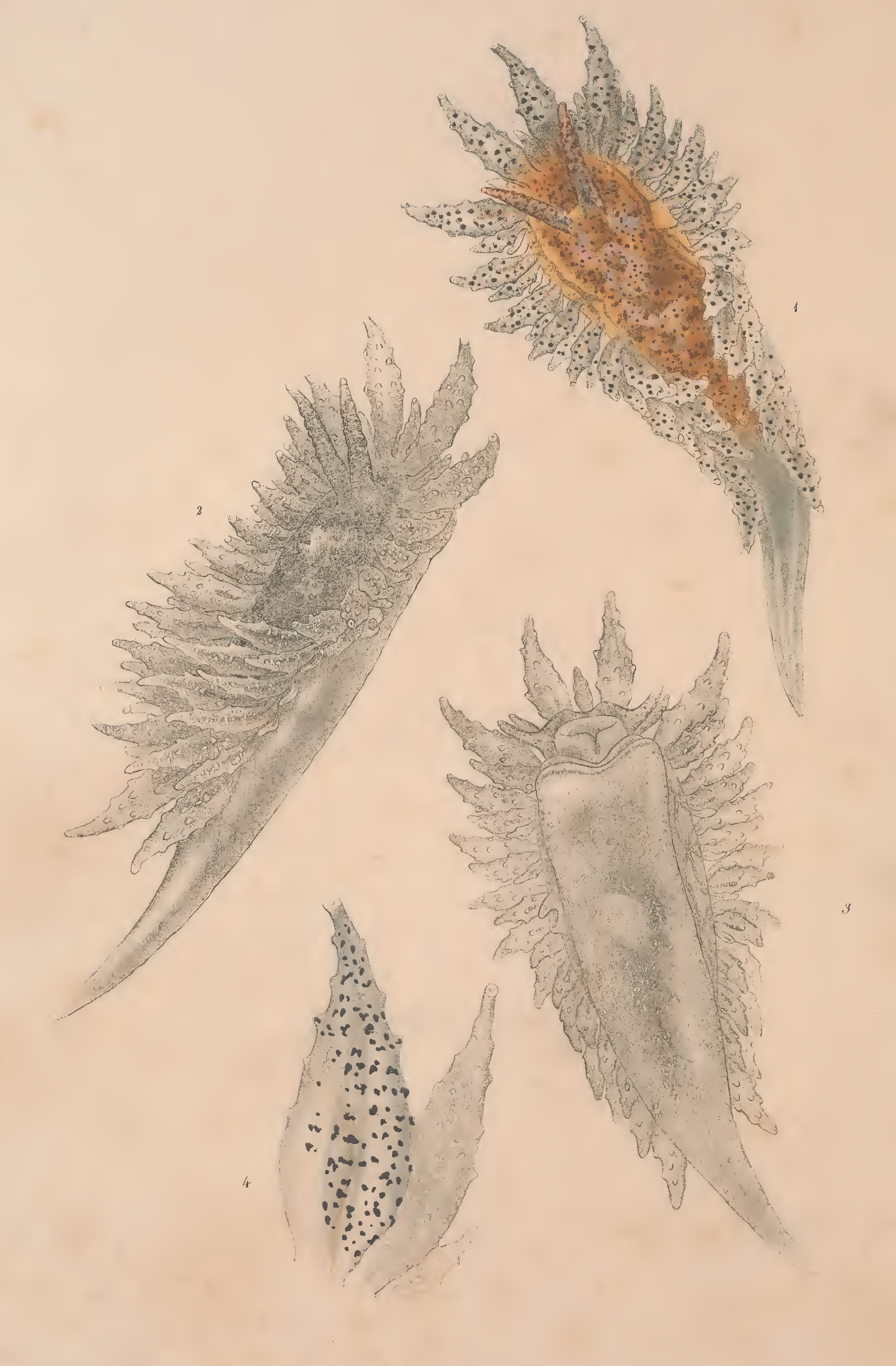 Snegler: Proctonotus mucroniferus.