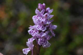 orkidéfamilien