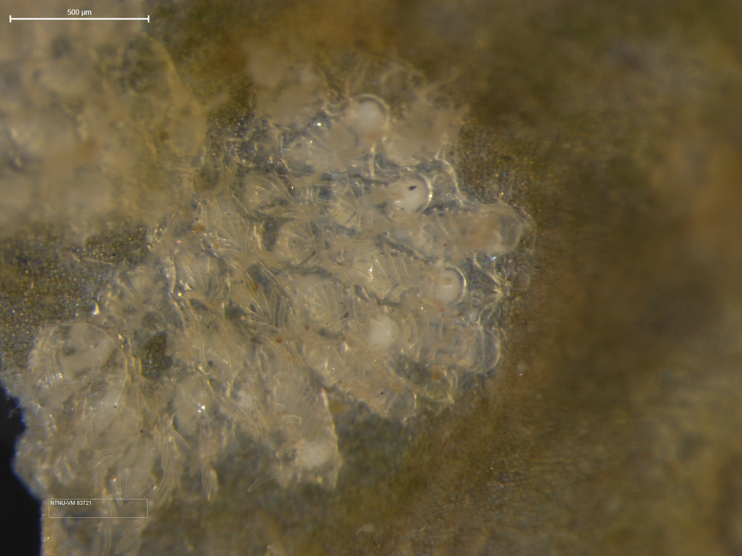 Mosdyr: Callopora craticula.