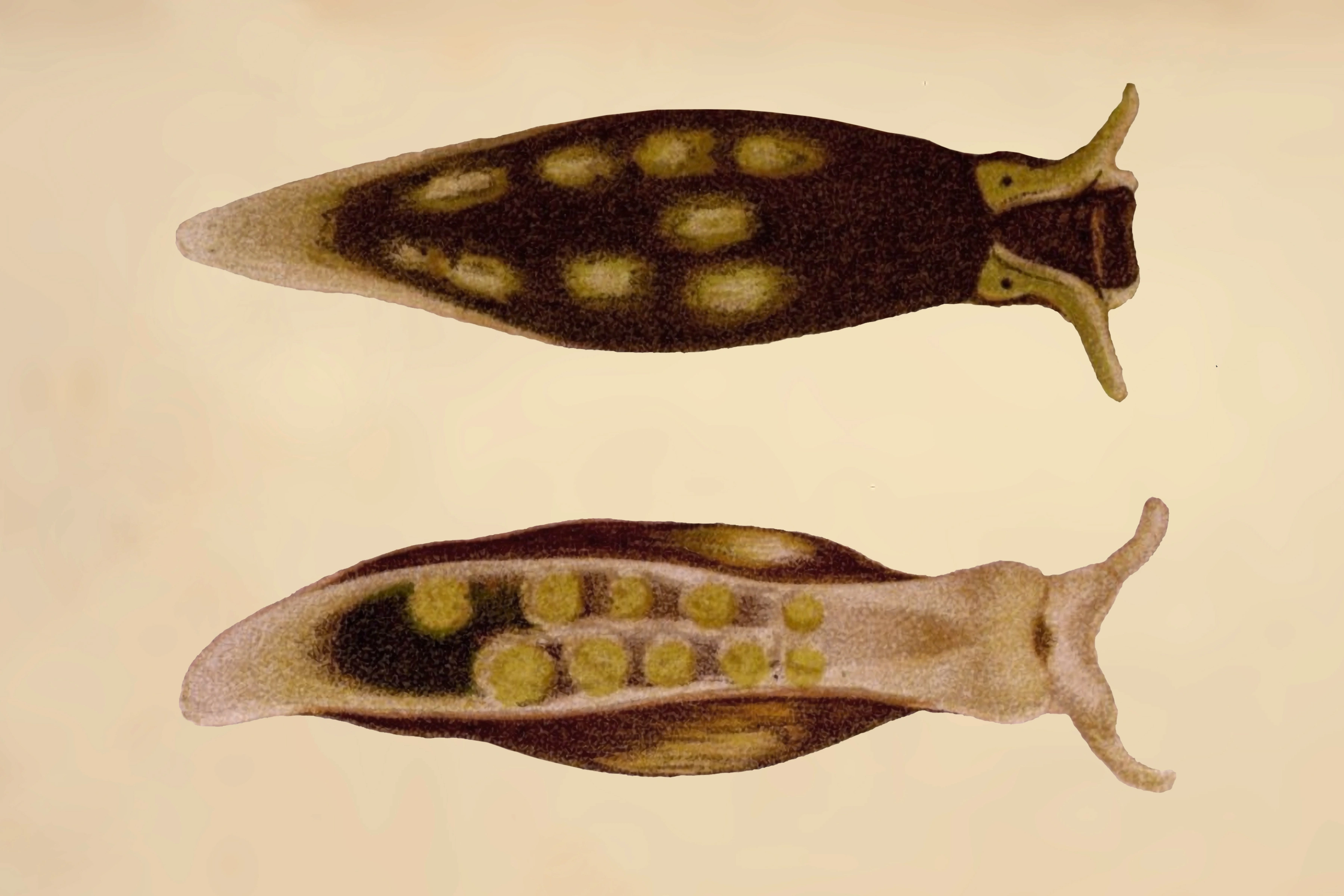Snegler: Limapontia senestra.