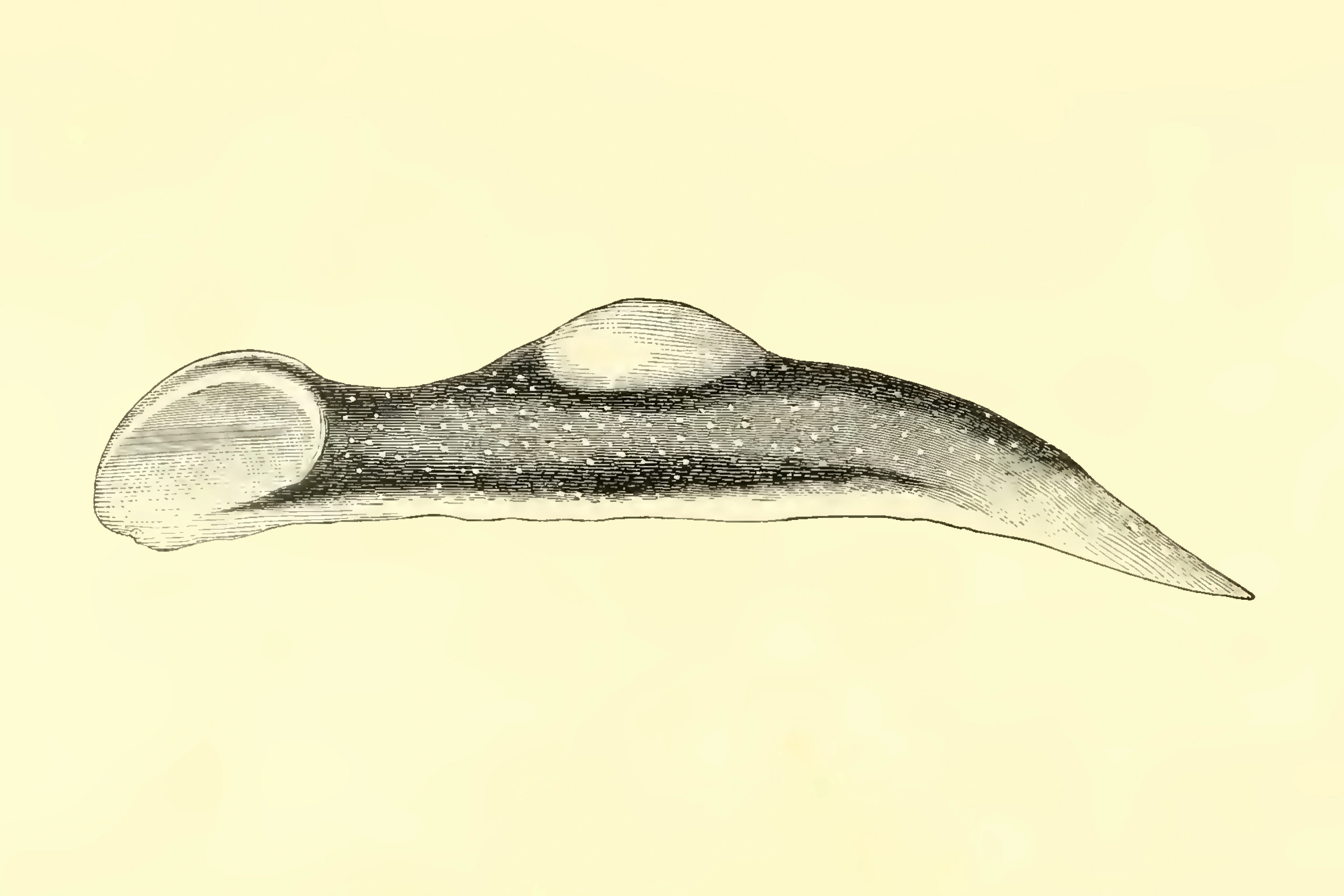 Snegler: Limapontia capitata.