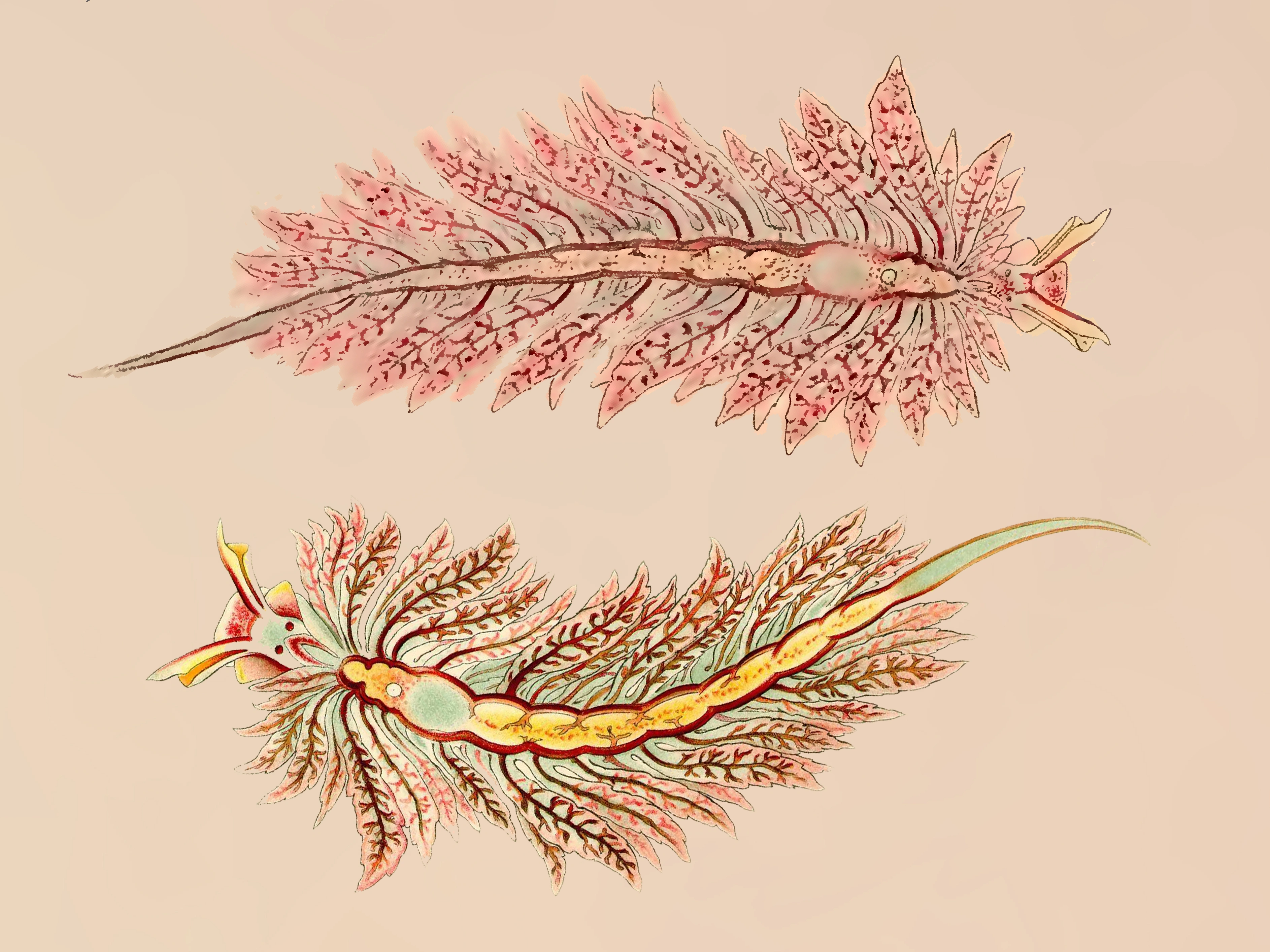 Snegler: Hermaea bifida.
