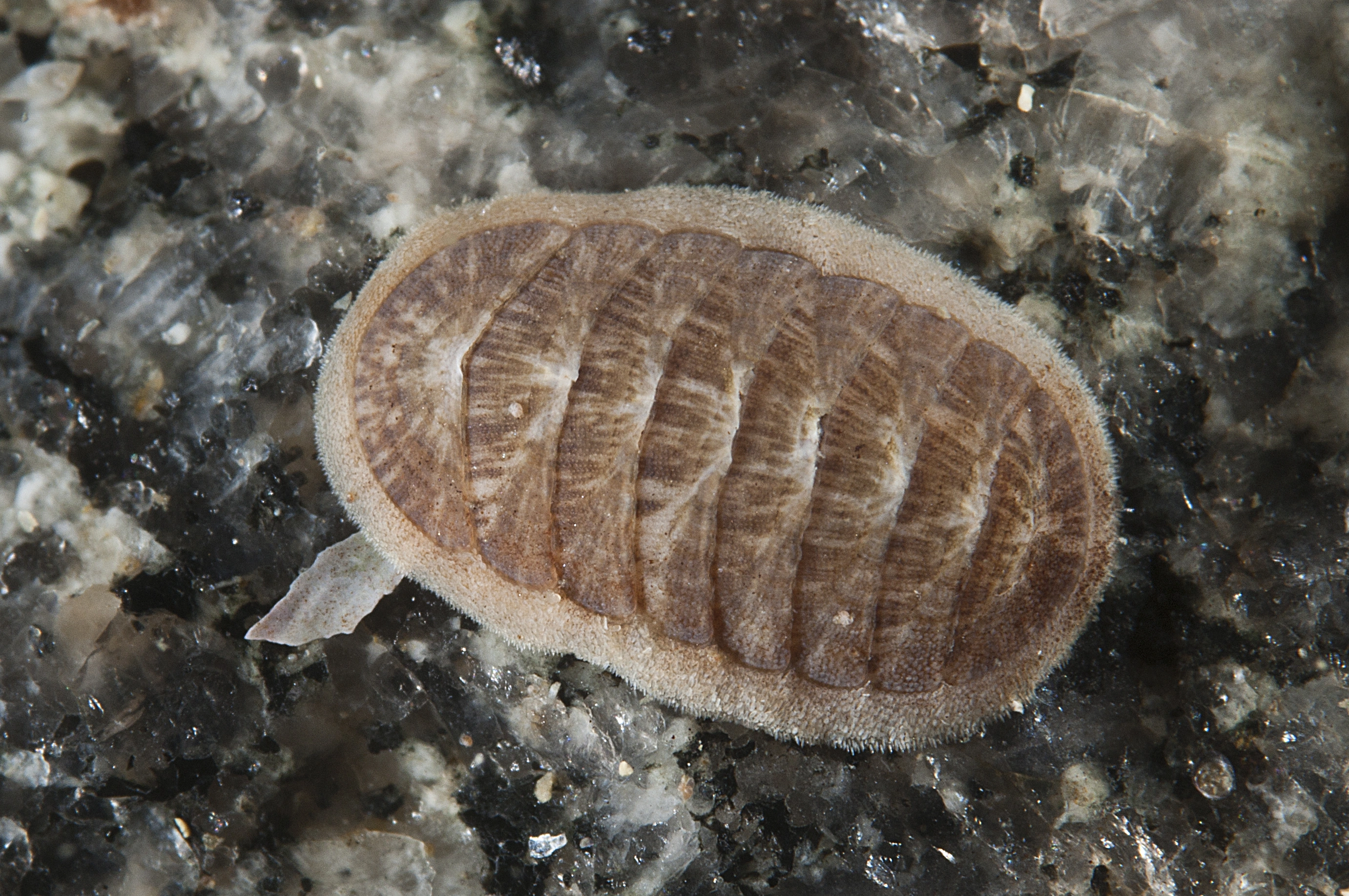 Leddsnegler: Leptochiton asellus.