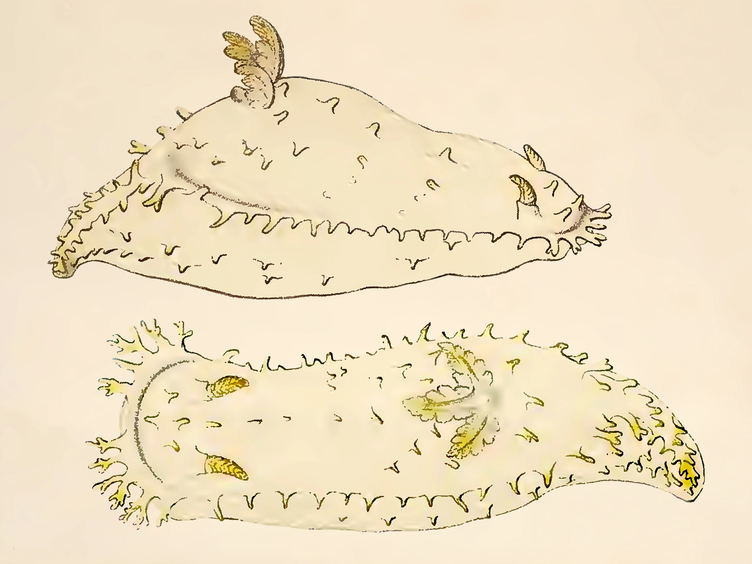 Snegler: Crimora papillata.