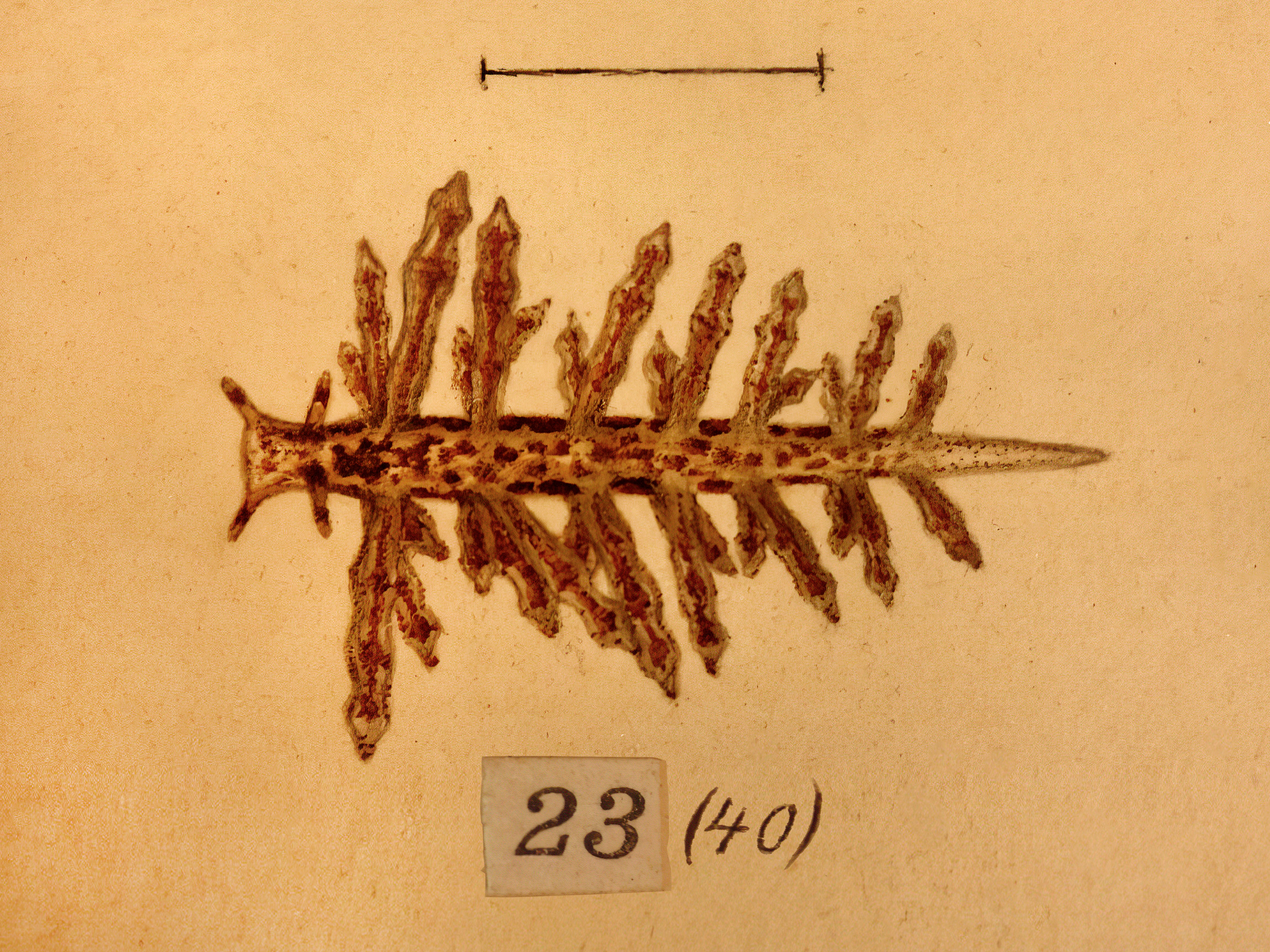 Snegler: Capellinia fustifera.