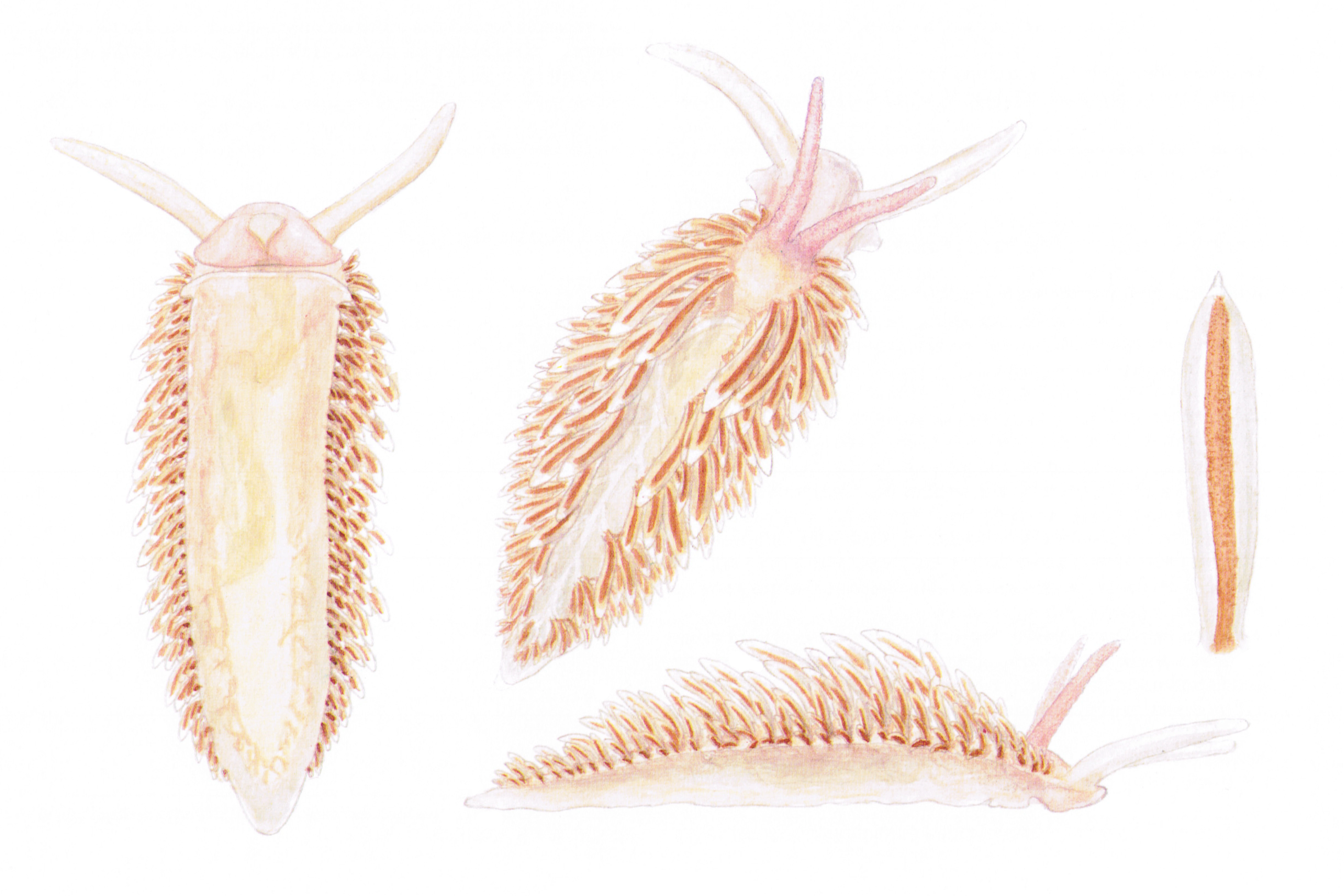 Snegler: Ziminella salmonacea.