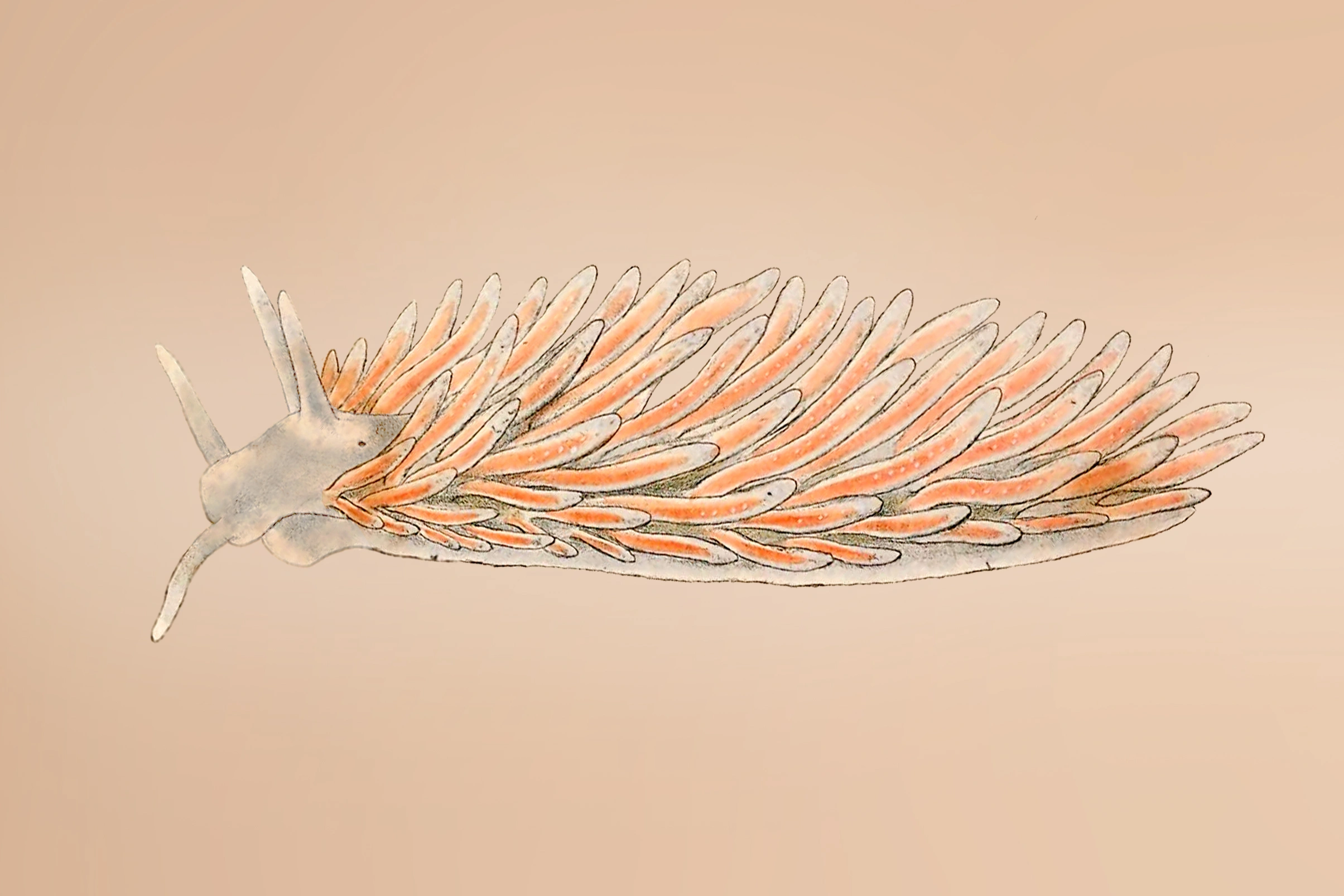 Snegler: Zelentia pustulata.