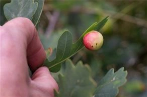 Vepser: Cynips quercusfolii.