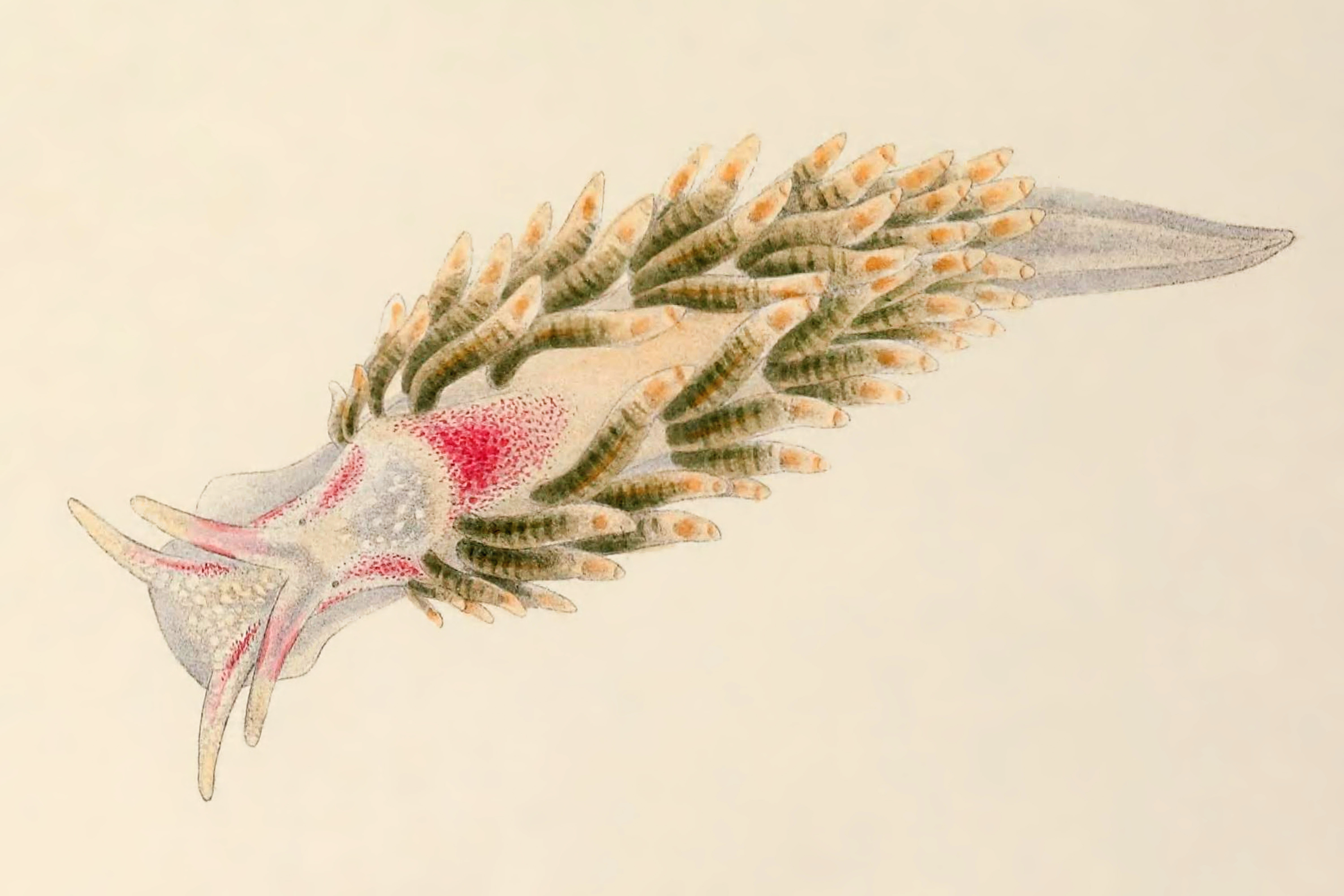 Snegler: Trinchesia foliata.
