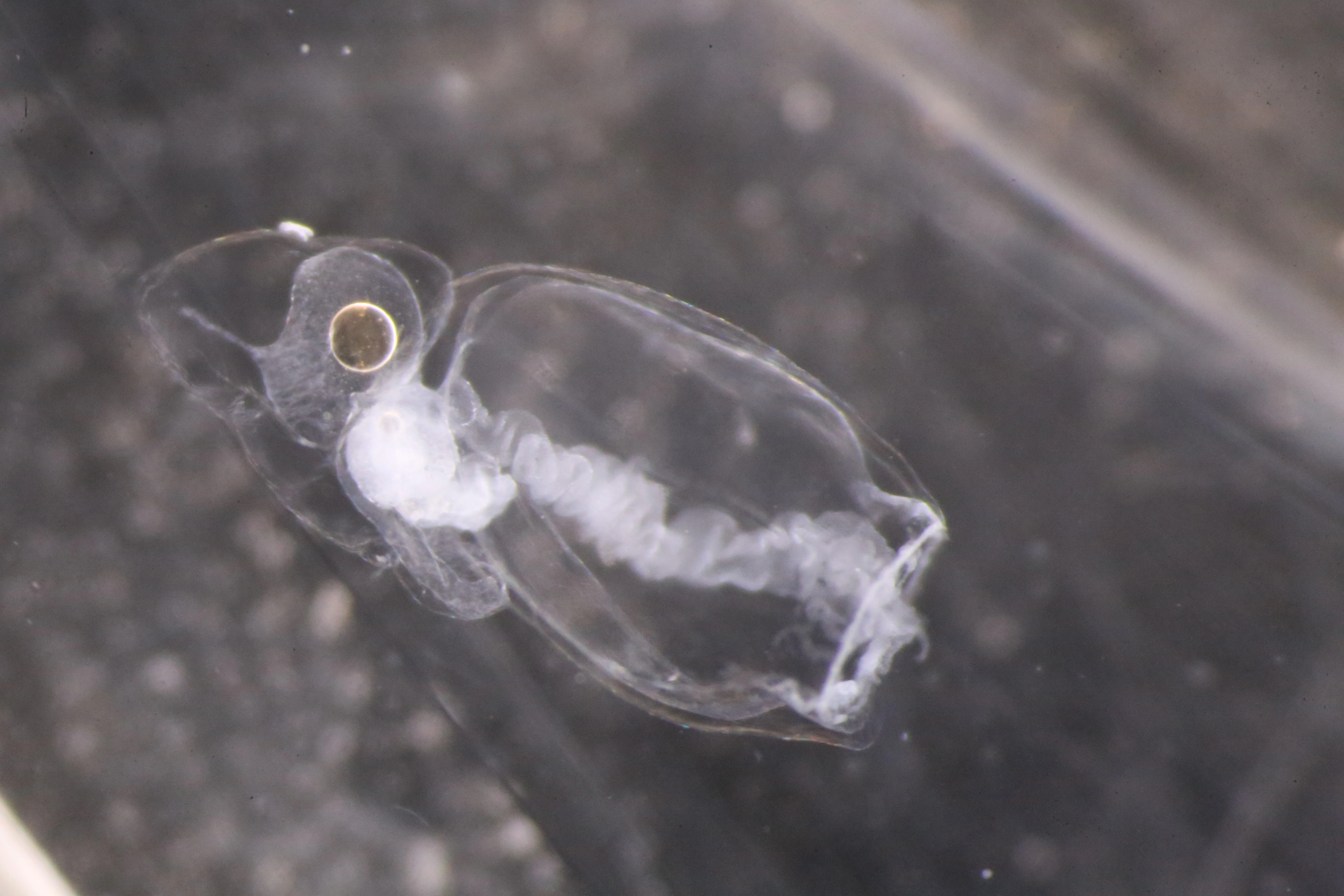 Hydrozoer: Dimophyes arctica.