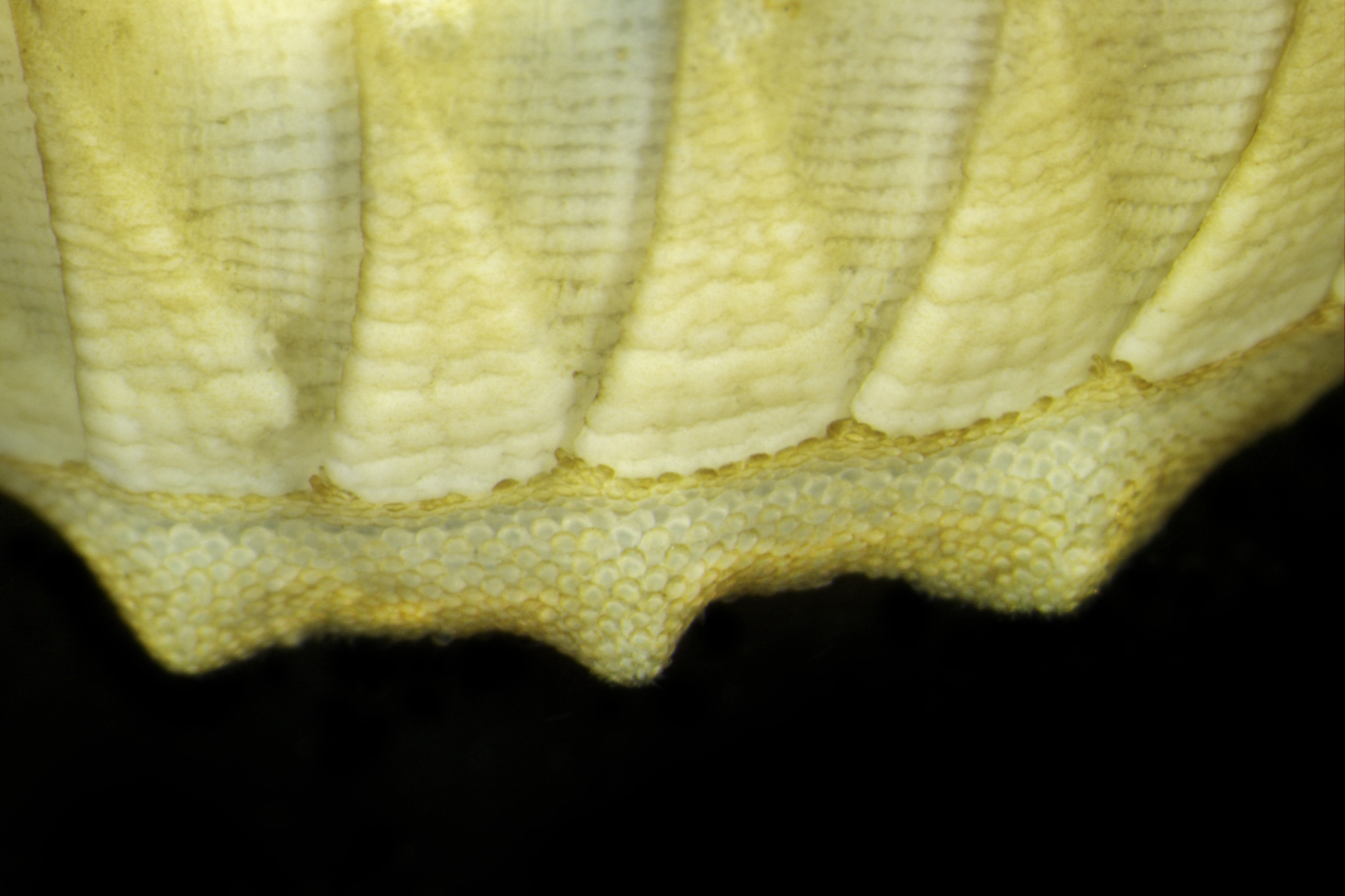 Leddsnegler: Stenosemus exaratus.