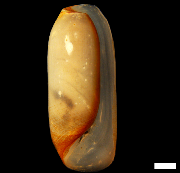 Snegler: Cylichna cylindracea.