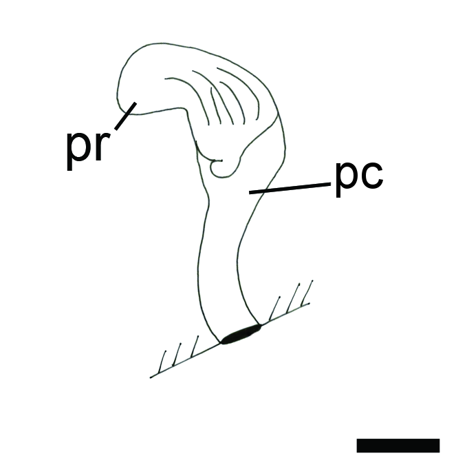 Snegler: Colpodaspis pusilla.