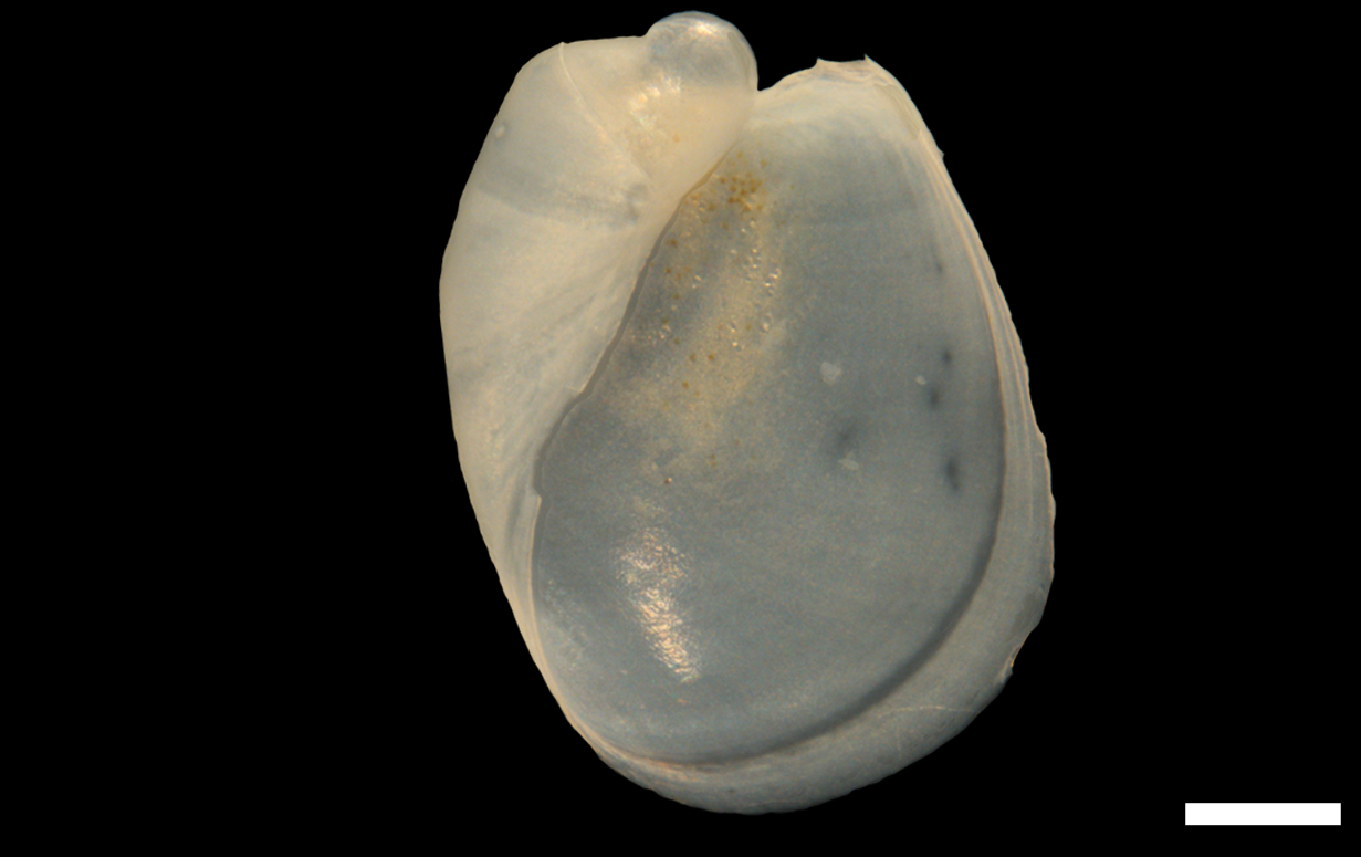 Snegler: Philine denticulata.