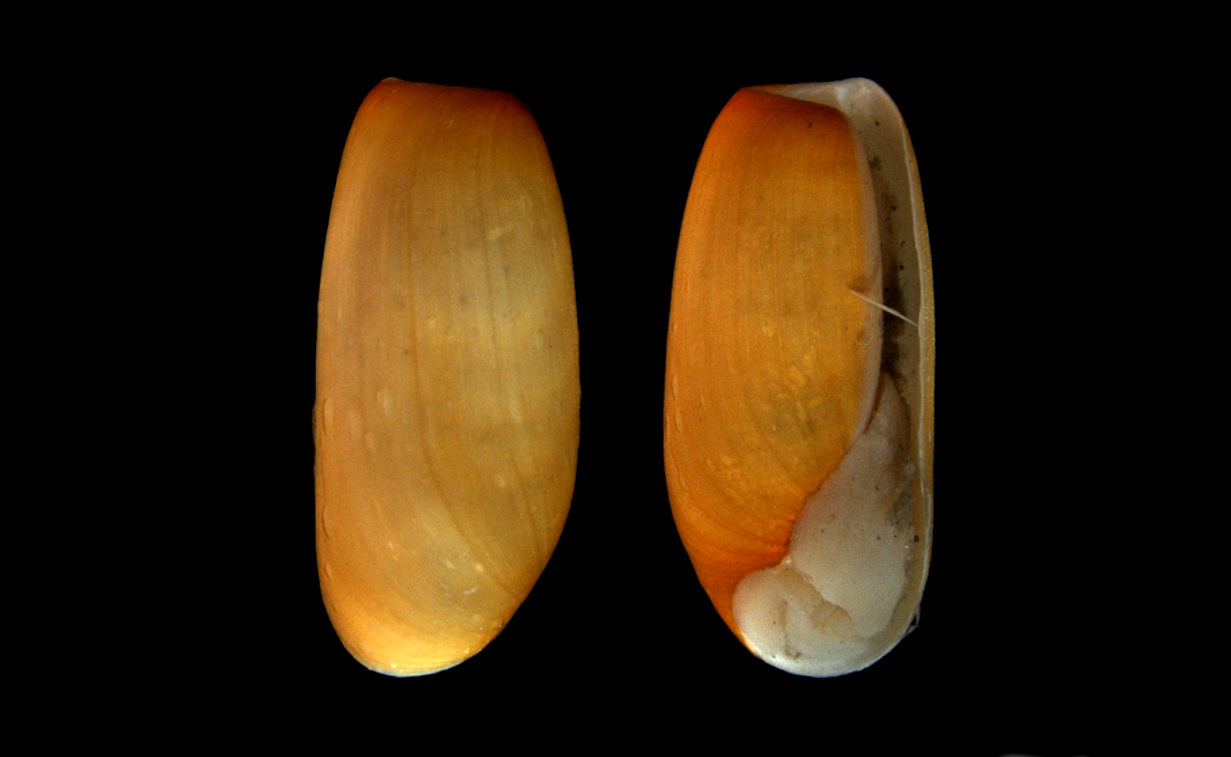 Snegler: Cylichna alba.
