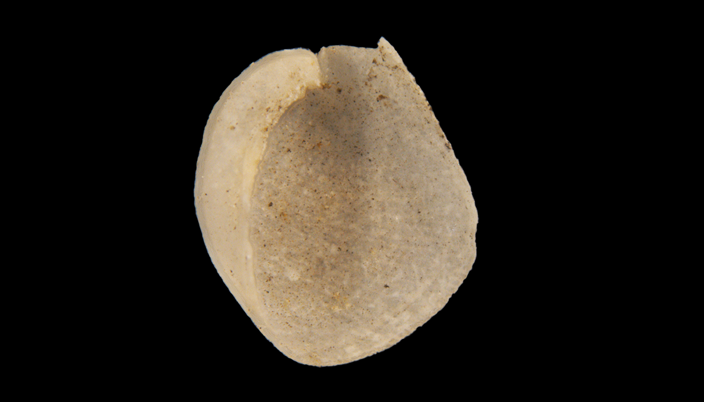 Snegler: Philine angulata.