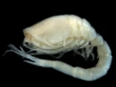 Halekrepser: Hemilamprops uniplicatus.