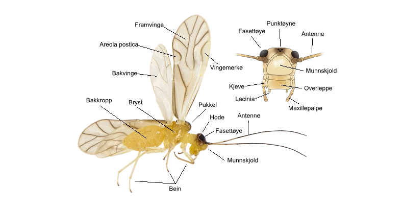 Psocoptera