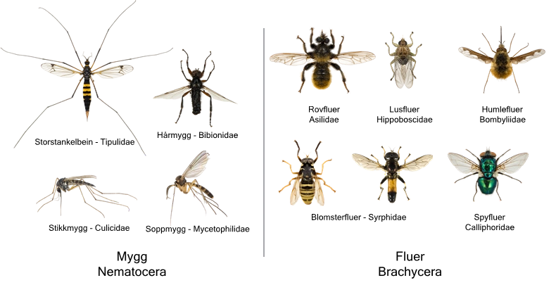 Diptera