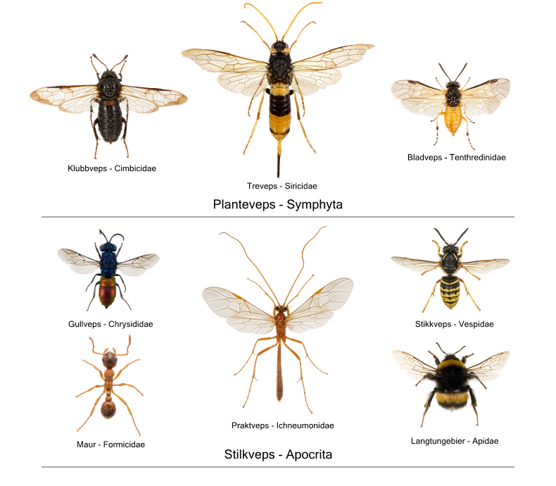 Hymenoptera