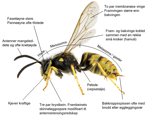 Hymenoptera