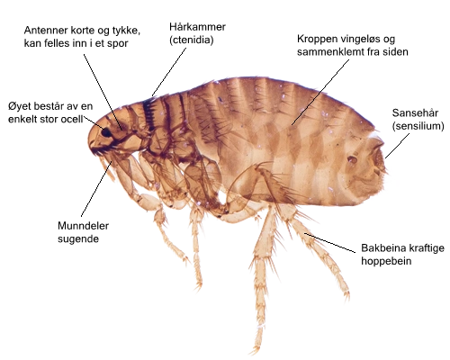 Siphonaptera