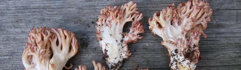 Ramaria botrytis-gruppen