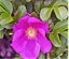 Rosa rugosa Thunb.