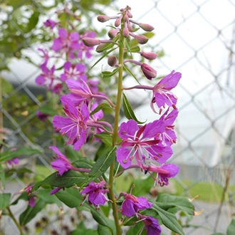 Chamaenerion angustifolium (L.) Scop.