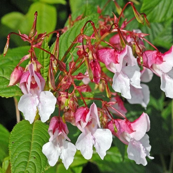 Impatiens glandulifera Royle