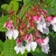 Impatiens glandulifera Royle