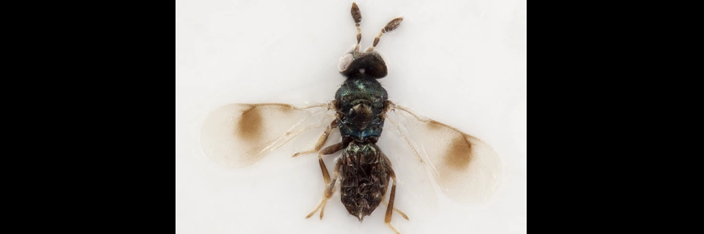 Microlycus heterocerus Thomson, 1878