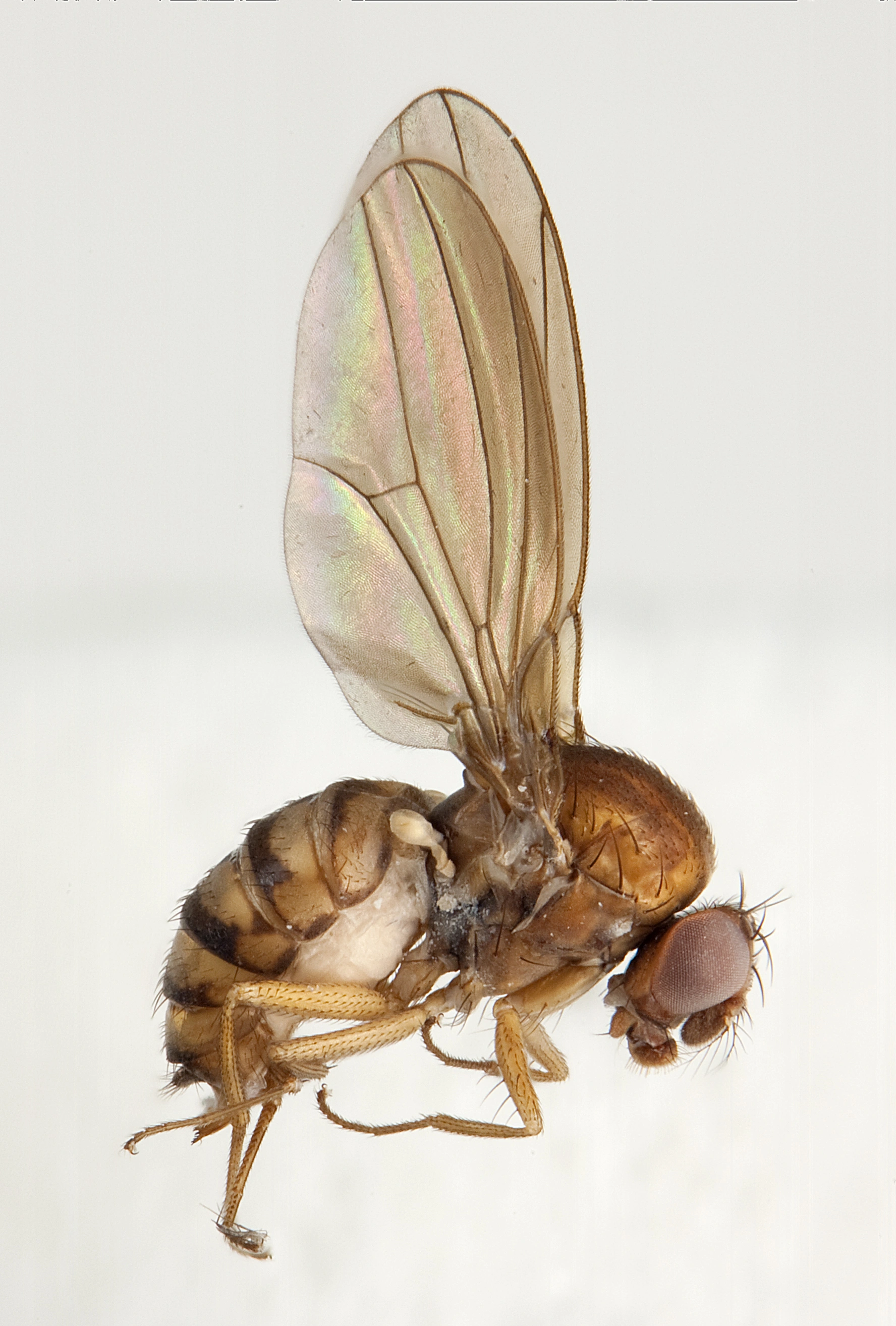 Fruktfluer: Hirtodrosophila oldenbergi.