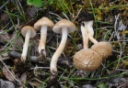 Skivesoppordenen: Inocybe appendiculata.