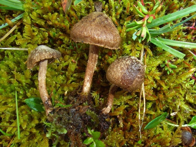 Stilksporesopper: Inocybe geraniodora.