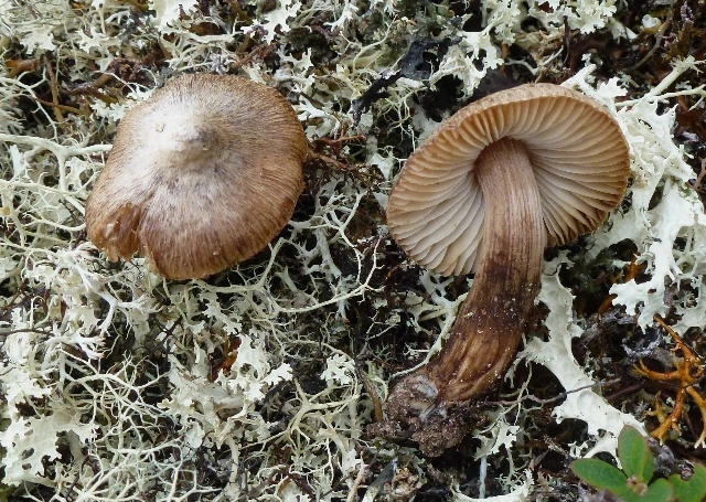 Stilksporesopper: Inocybe giacomi.