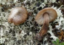 Skivesoppordenen: Inocybe giacomi.