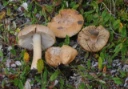 Stilksporesopper: Inocybe inodora.