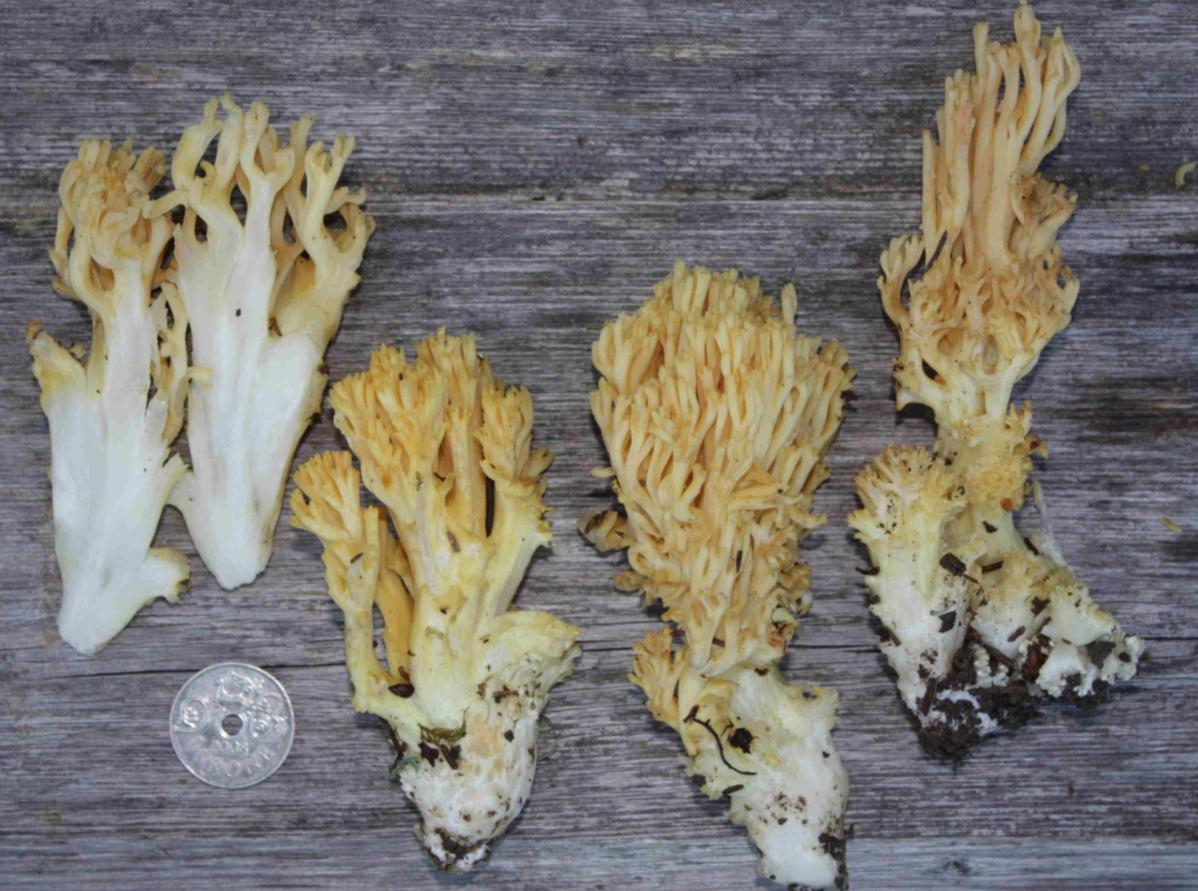 Stilksporesopper: Ramaria flavoides-gruppen.