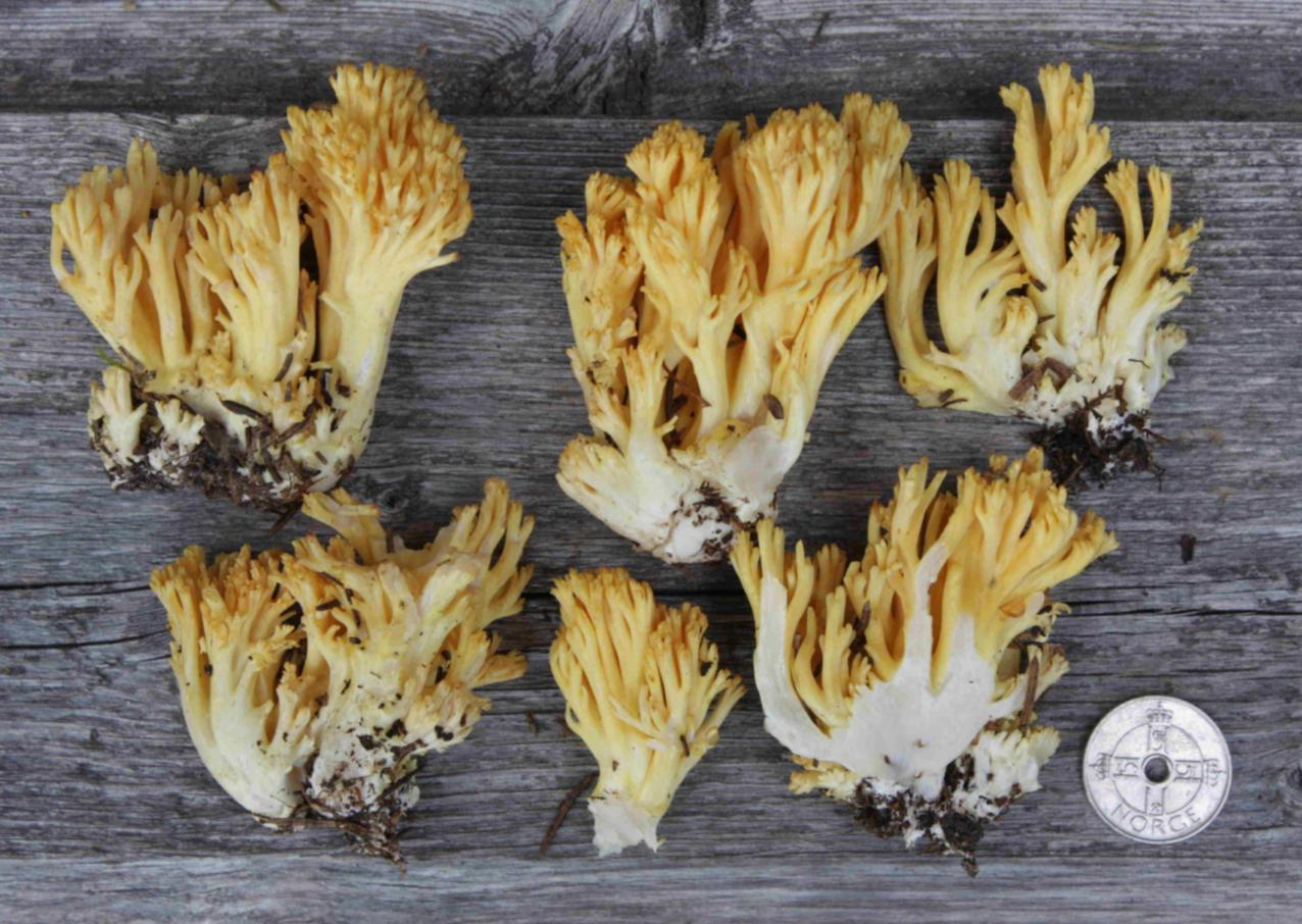 Fiolgubbeordenen: Ramaria flavoides coll.