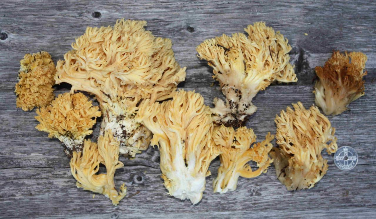 Stilksporesopper: Ramaria flavoides-gruppen.