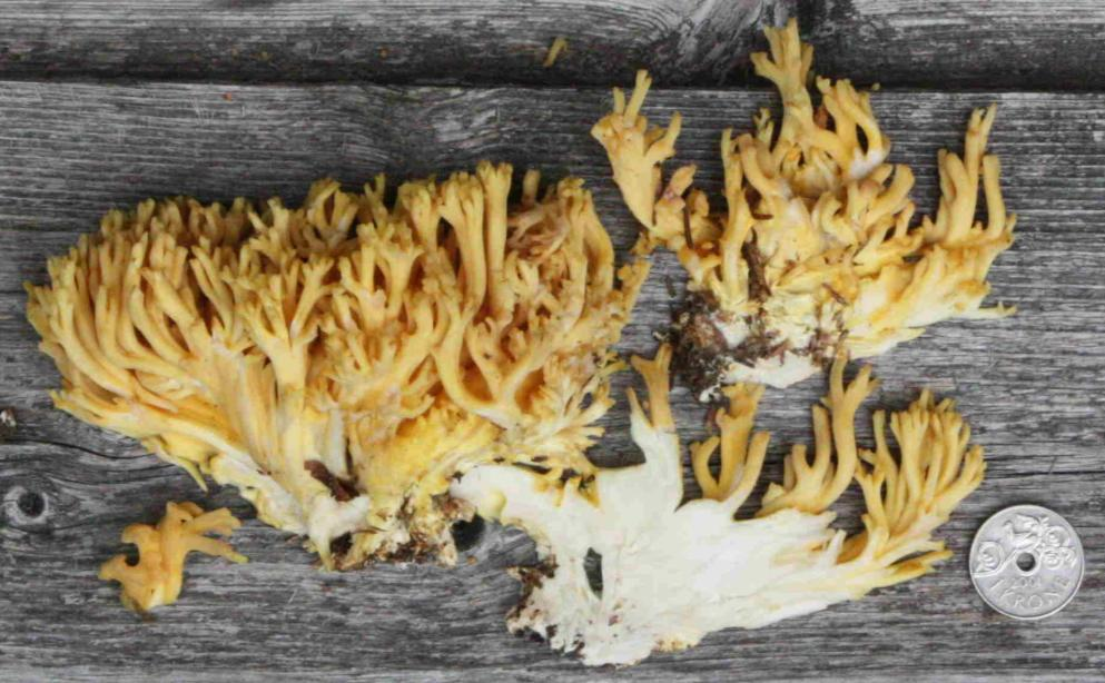 Fiolgubbeordenen: Ramaria flavoides coll.