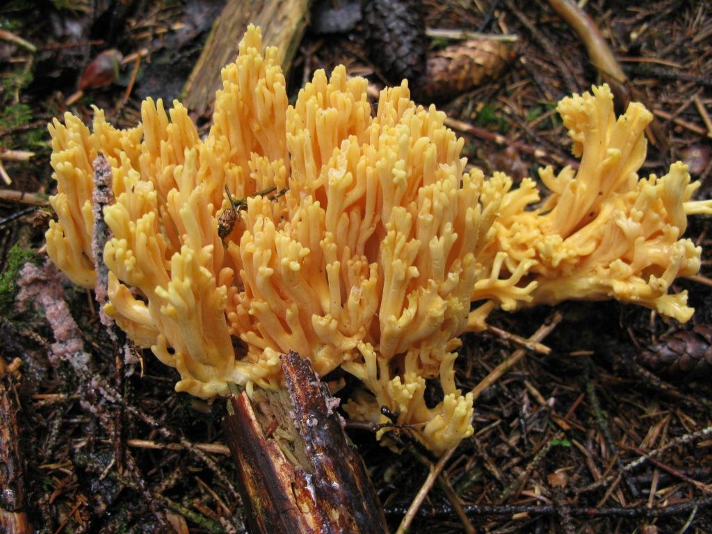 Fiolgubbeordenen: Ramaria flavoides coll.