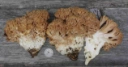 Fiolgubbeordenen: Ramaria magnipes.