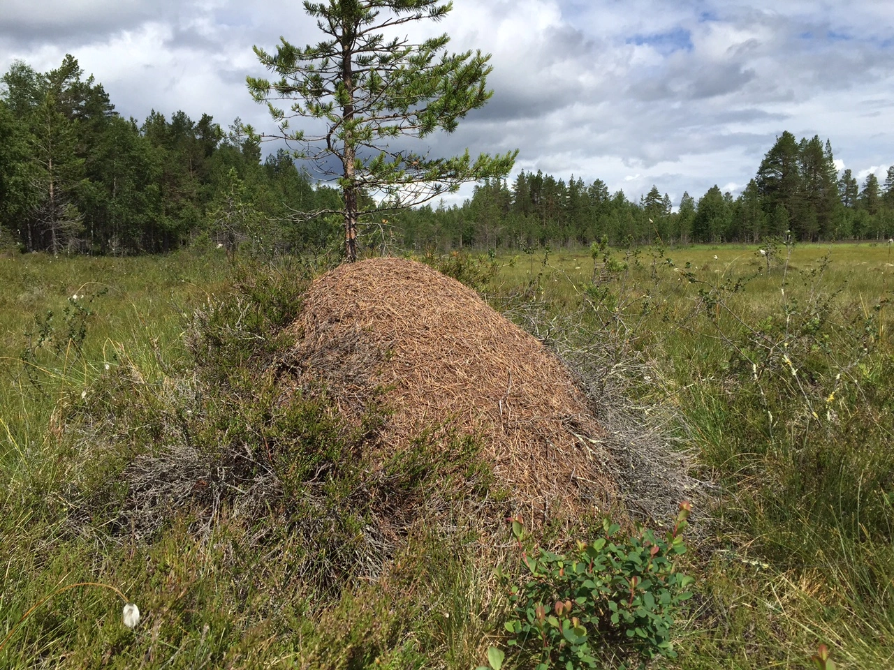 Håret heimaur.