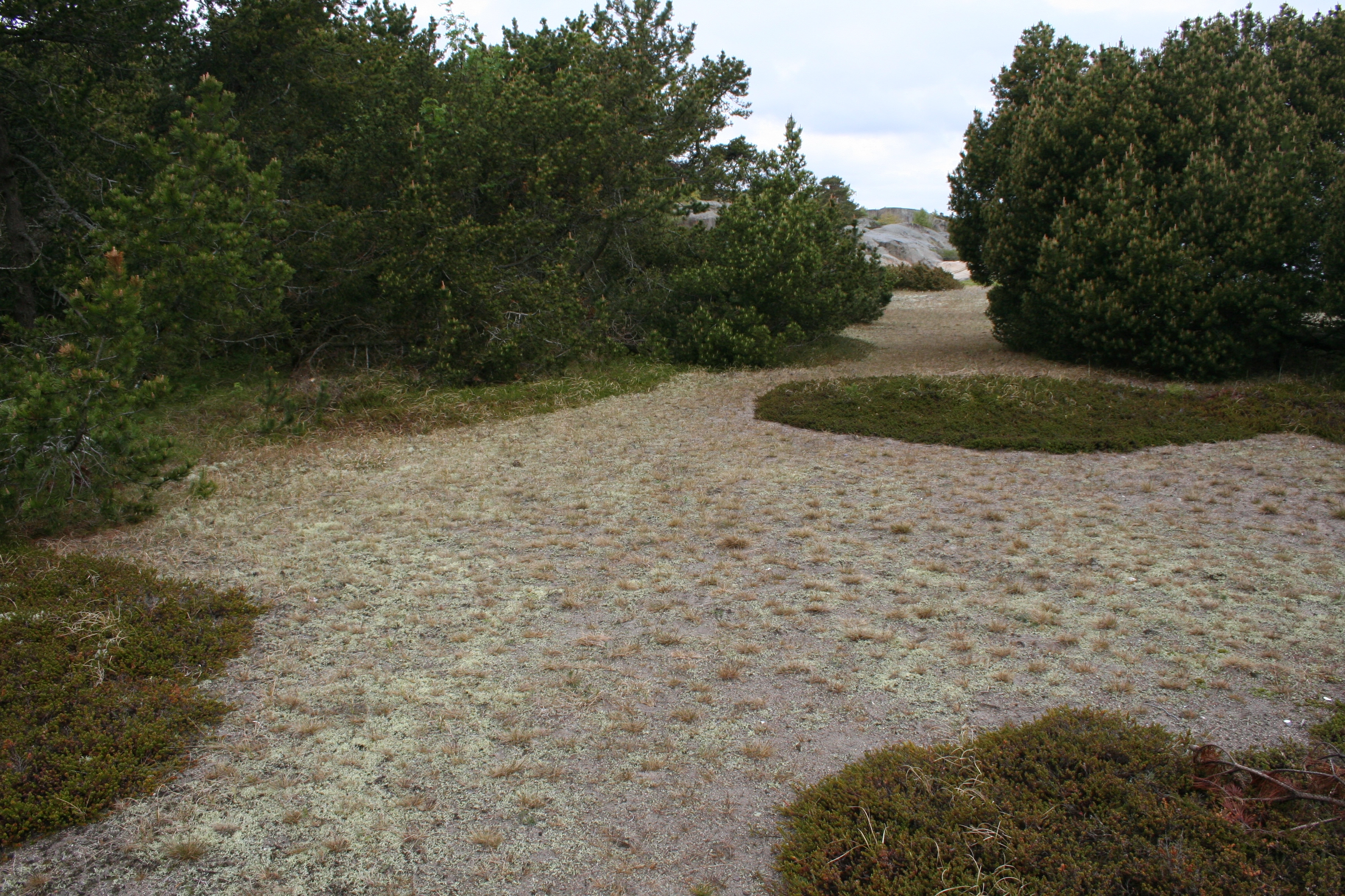 Sandjordmaur.